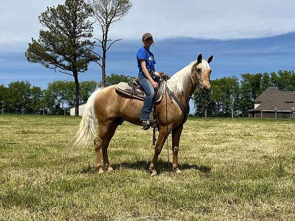 finished-missouri-fox-trotter-horse