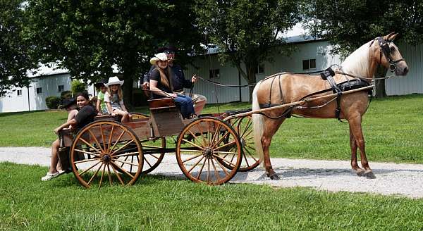 flashy-missouri-fox-trotter-horse