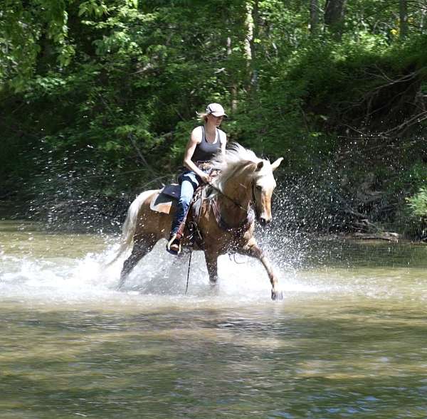 gaited-missouri-fox-trotter-horse