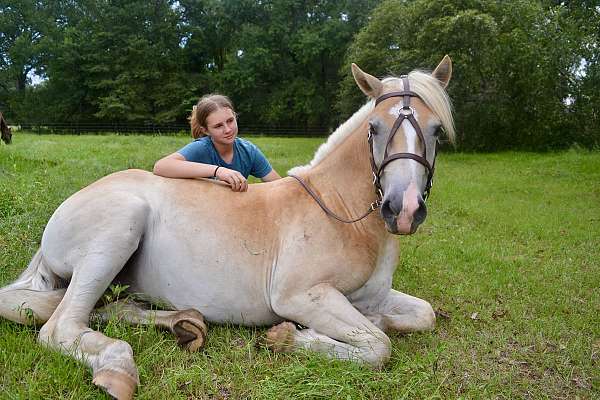 blaze-stripped-front-hoof-horse