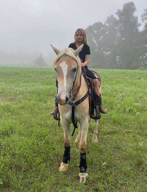 palomino-blaze-stripped-front-hoof-horse