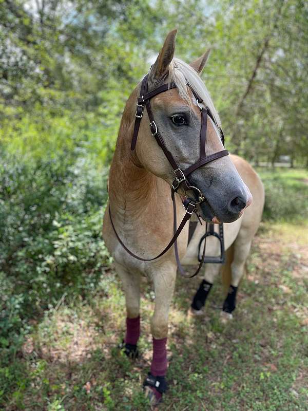 barrel-racing-haflinger-horse