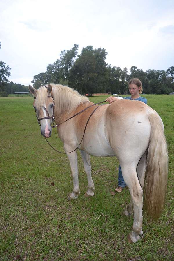 dressage-haflinger-horse