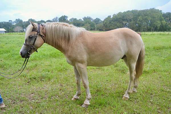 english-pleasure-haflinger-horse