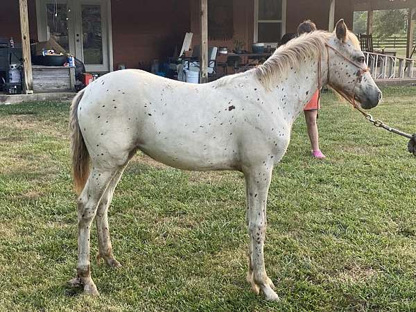 appaloosa-filly