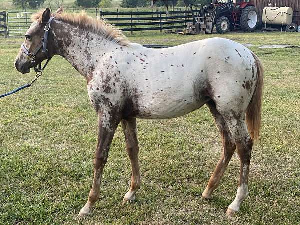 appaloosa-filly