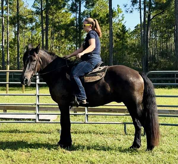 cross-lesson-percheron-horse