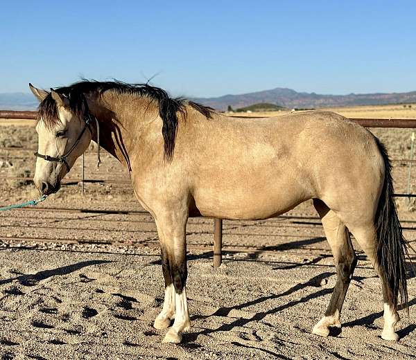 buckskin-white-rocky-mountain-filly-mare