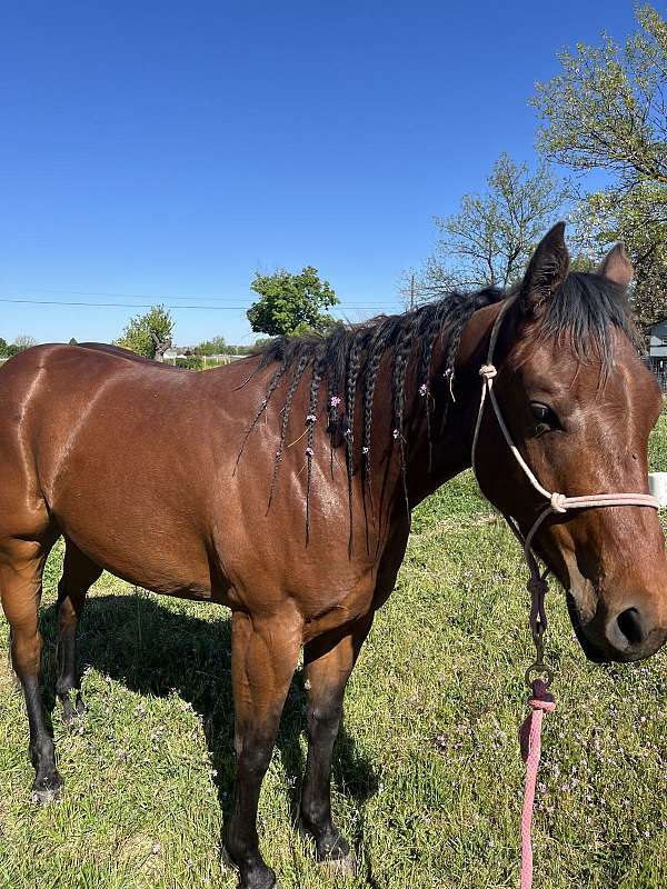 quarter-horse-mare