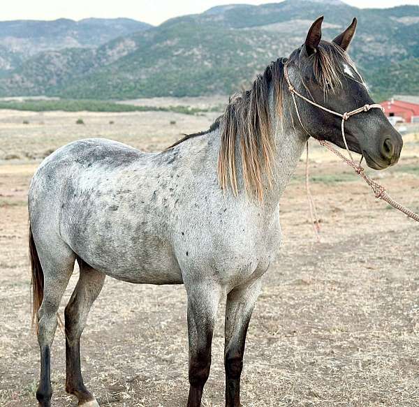 roan-rocky-mountain-weanling