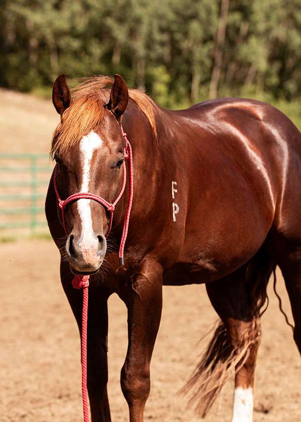 liver-chestnut-stripe-2-hind-socks-horse