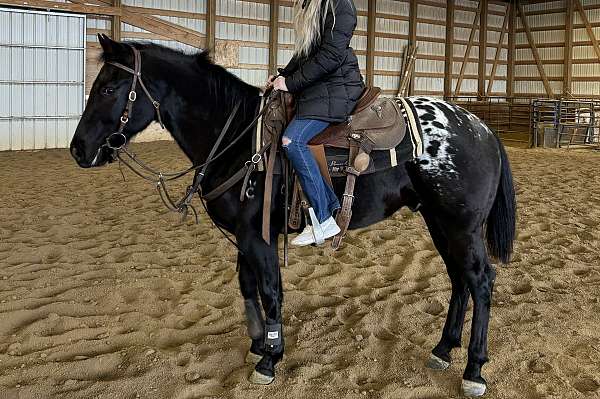 black-appaloosa-quarter-horse