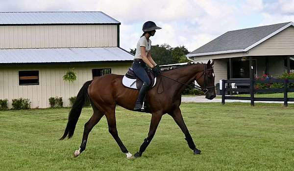 all-around-thoroughbred-horse