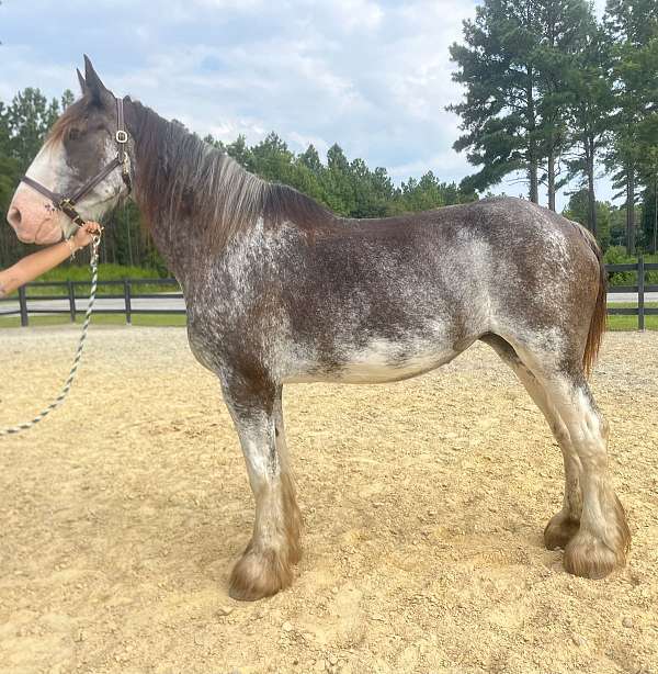 roan-clydesdale-mare