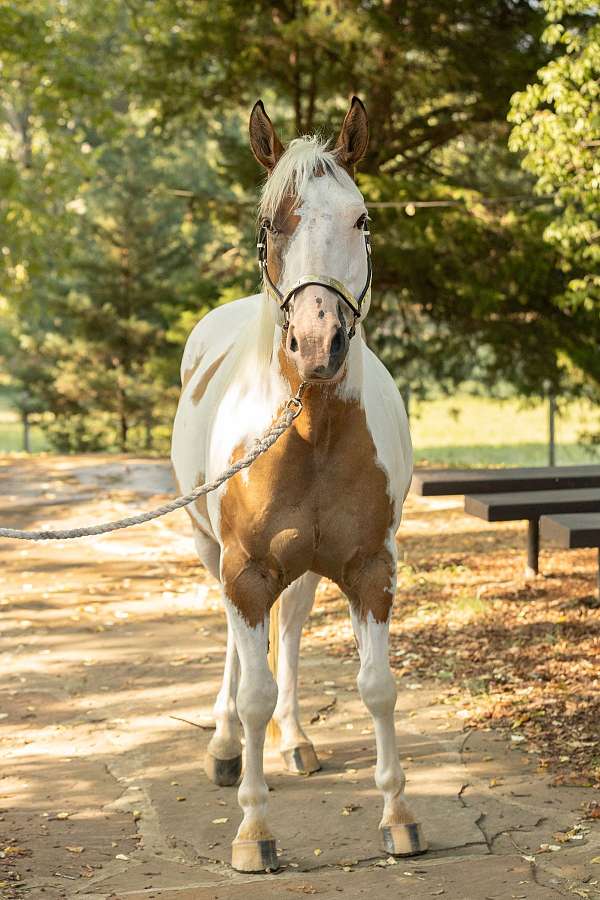 all-around-horse