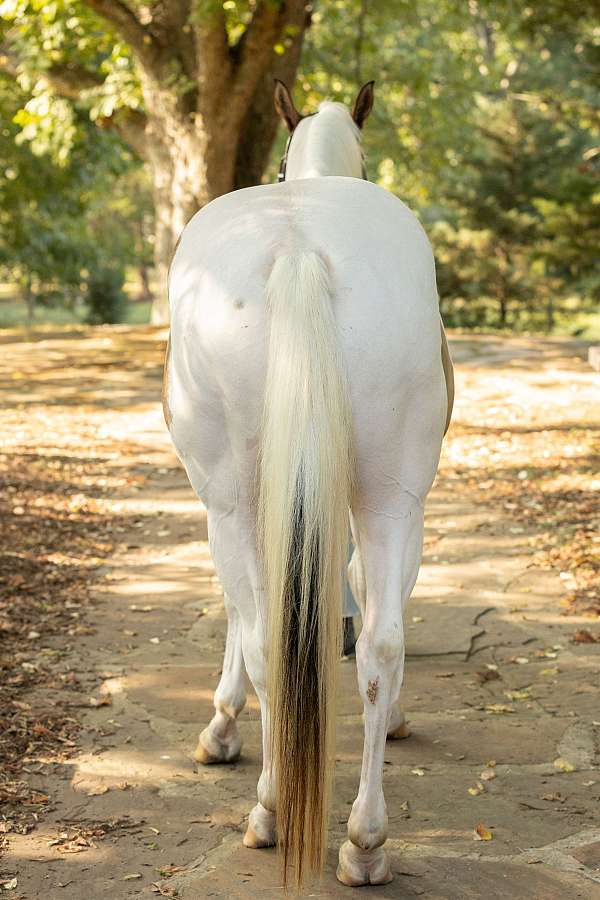 15-hand-paint-gelding