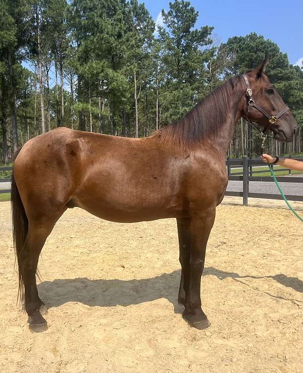 bay-friesian-gelding