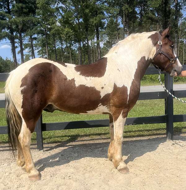 pinto-draft-gelding