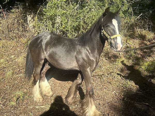 buttermilk-gypsy-vanner-horse