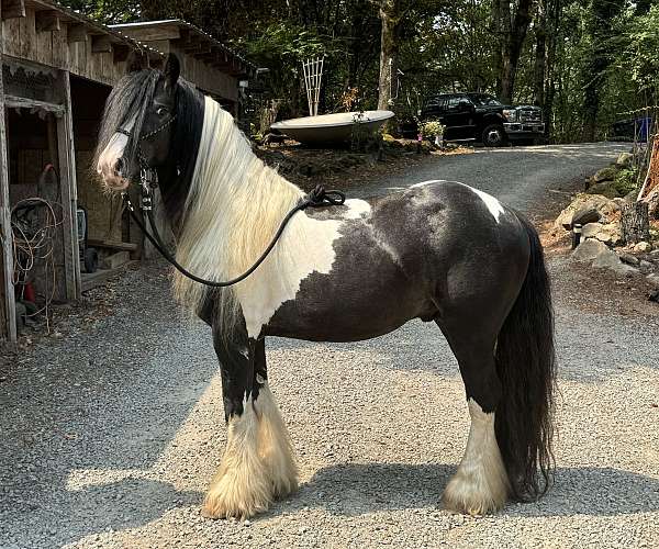 piebald-lp-spotting-horse