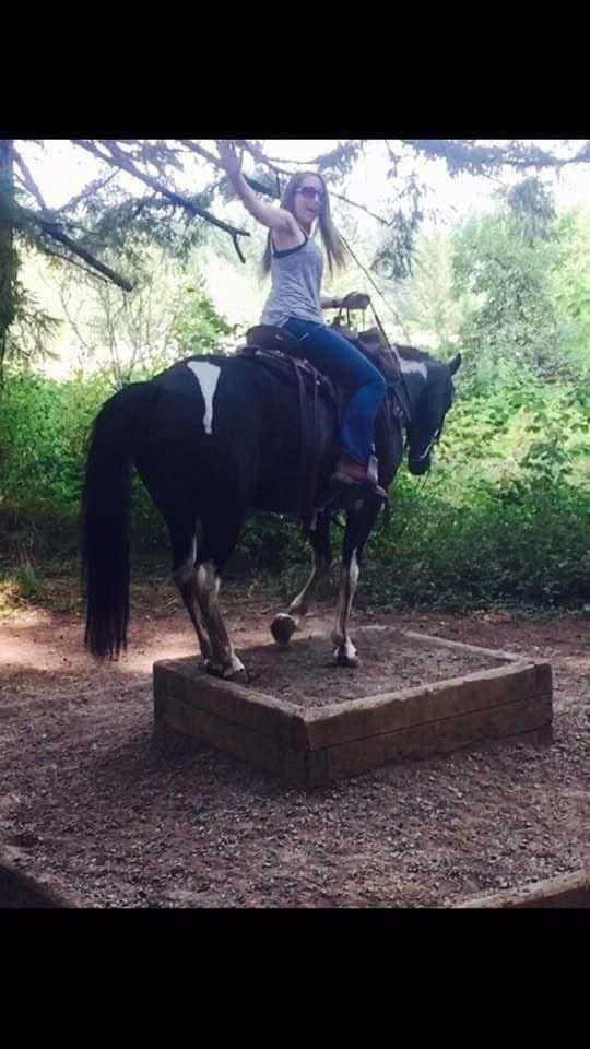 husband-proof-missouri-fox-trotter-horse