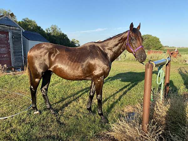 all-around-thoroughbred-horse