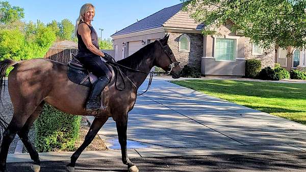 intelligent-trakehner-horse