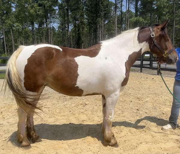 pinto-gypsy-vanner-mare