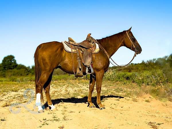 sorrel-quarter-horse-gelding