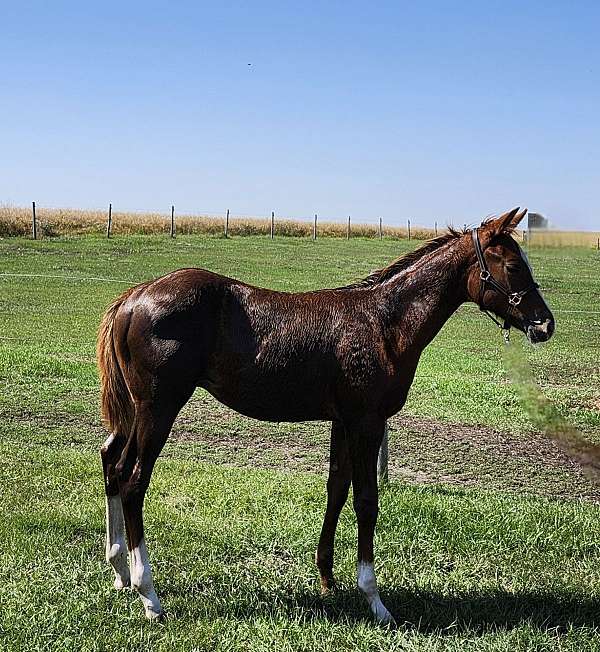 chestnut-overo-apha-colt