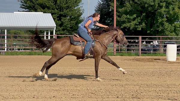 buckskin-star-4-white-socks-horse