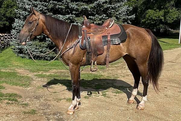 way-out-west-quarter-horse