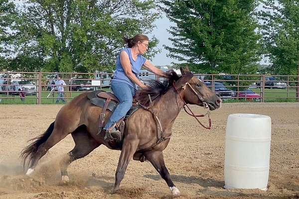 star-4-white-socks-horse