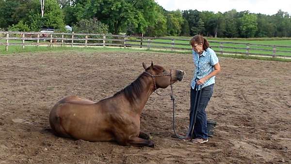 aqha-quarter-horse