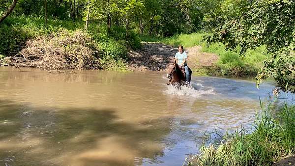 barrel-quarter-horse