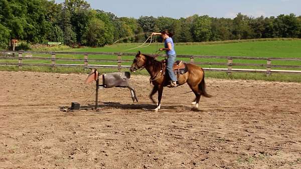 barrel-horses-quarter