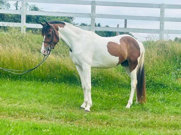 cross-dressage-pinto-horse