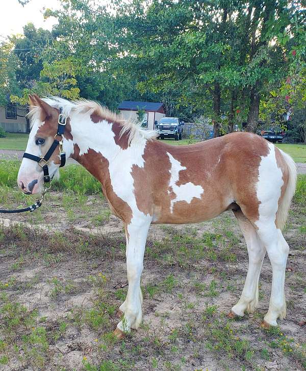 all-around-gypsy-vanner-horse