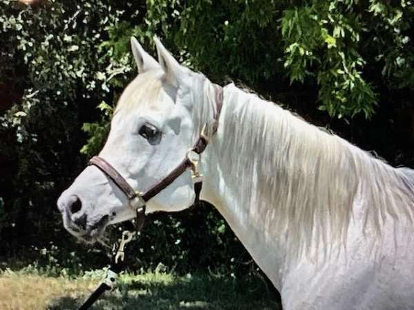 arabian-horse