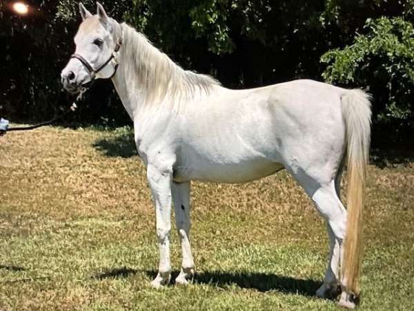 trail-arabian-horse