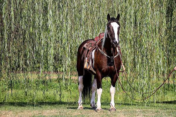 train-draft-horse