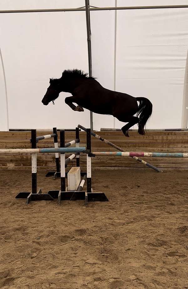 started-under-sa-belgian-warmblood-horse