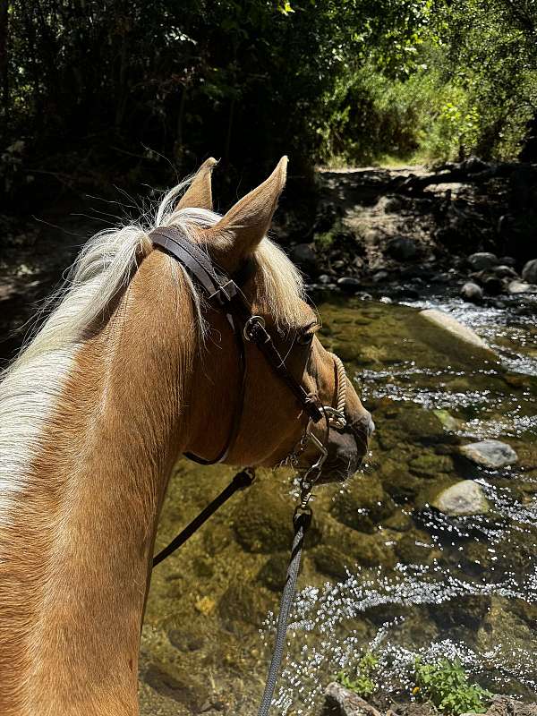 13-hand-kentucky-mountain-pony