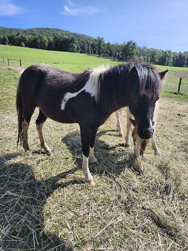 shetland-pony-stallion