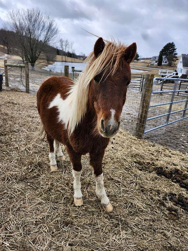 shetland-pony-stallion