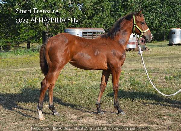 pinto-weanling-for-sale