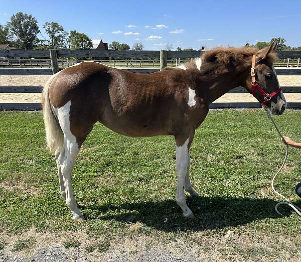 15-hand-quarter-horse-filly