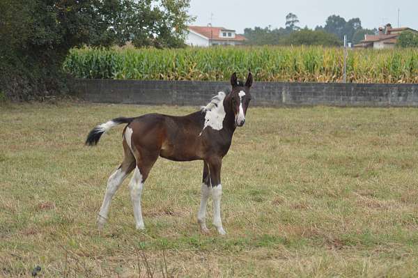 pinto-bald-horse