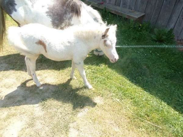 lil-color-on-ear-around-eye-side-all-else-white-horse