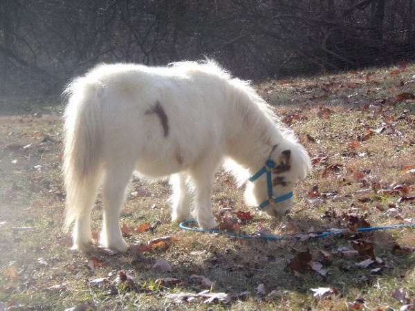 lil-color-on-ear-around-eye-side-all-else-white-horse